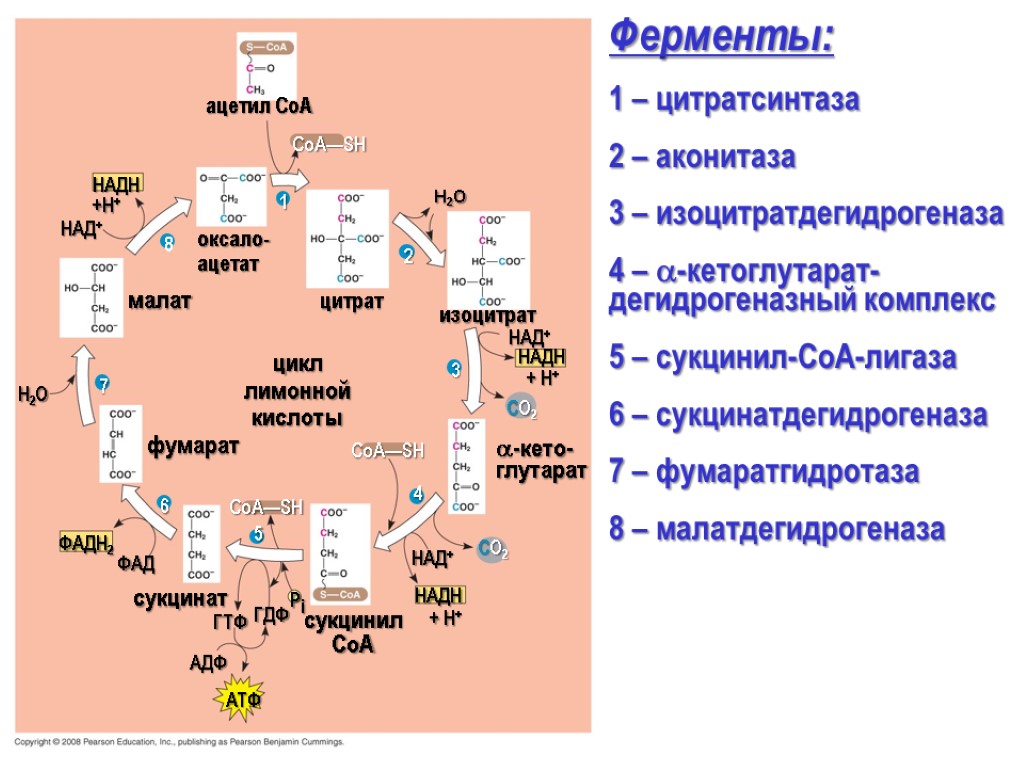 НАД+ НАДH + H+ CO2 -кето- глутарат CoA—SH CO2 НАД+ НАДH + H+ сукцинил